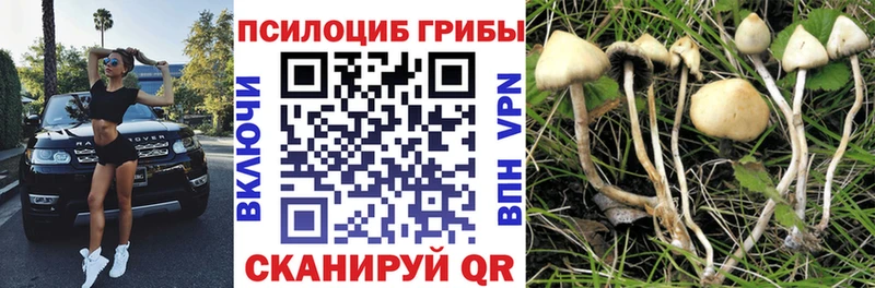 как найти   Губаха  Псилоцибиновые грибы прущие грибы 
